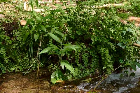 Ferns on the river bank Stock Photos