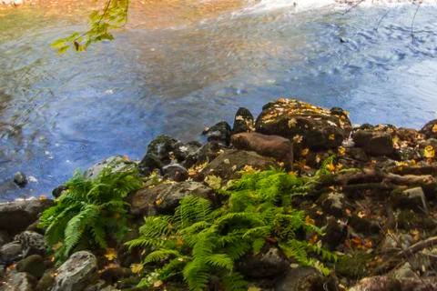 Ferns by River Stock Photos