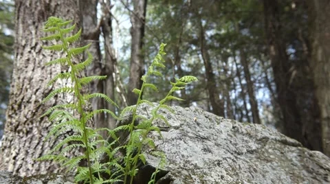 Ferns by a Rock in the Woods Video stock 54048063