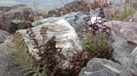 Ferns on rocksin the breeze Stock Footage 44334609
