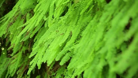 Ferns Rustling in Wind Stock Footage 79545425