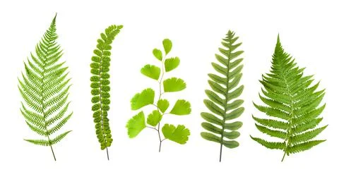 Ferns set Stock Photos