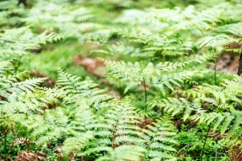 Ferns in spring Stock Photos