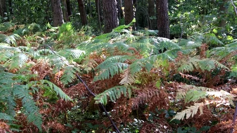 Ferns Starting To Brown At The Beginning Of Autumn 스톡 동영상 161988084