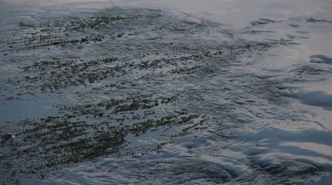 Ferns In The Stream Stock Footage 37724748