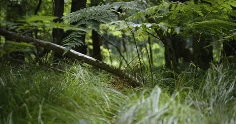 Ferns in the summer forest. 8K from 12K Video stock 246544604