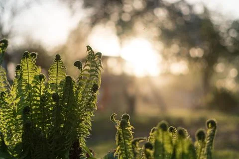 Ferns with sun blurred background. How to grow Ferns. Stock Photos