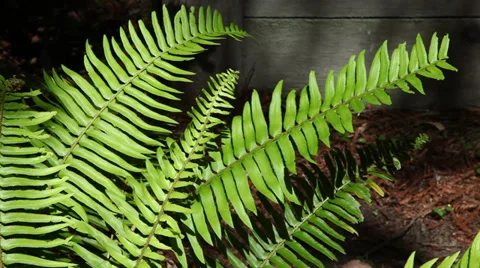 Ferns in sunlight with bird sounds Stock Footage 37679054