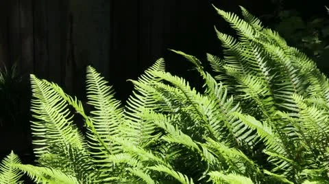 Ferns in sunlight Stock Footage 11803732