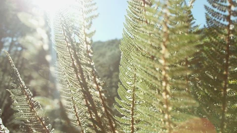 Ferns in Sunlight Stock Footage 86493769