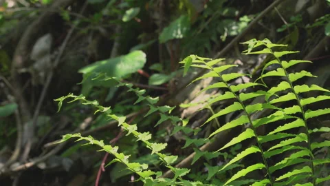 Ferns in the sunlight 스톡 동영상 145326475