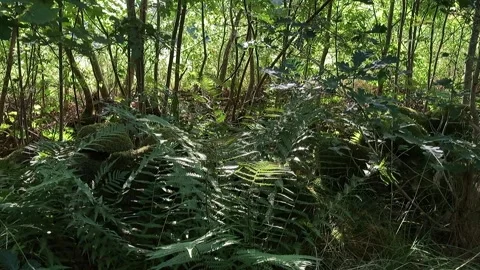 Ferns in sunlight Stock Footage 158553455