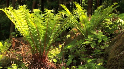 Ferns in sunlight in the forest. Stock Footage 24642181