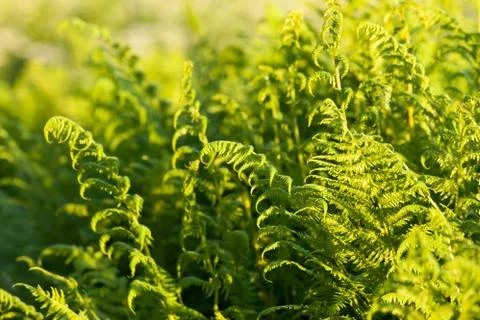Ferns in sunlight Stock Photos