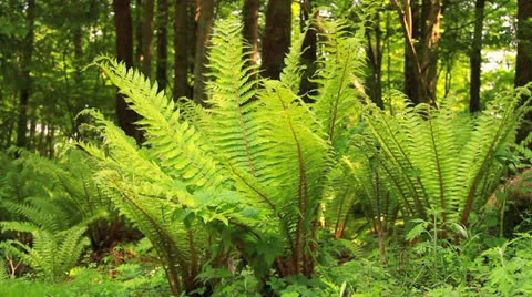Ferns in sunlight in the wind. Stock Footage