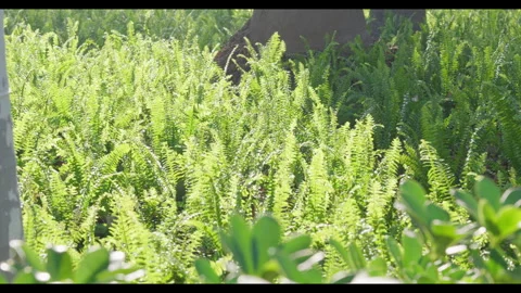 Ferns Swaying in Light Wind Under Tree Canopy Stock Footage 330708695