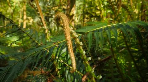 Ferns In Temperate Rain Forest 스톡 사진
