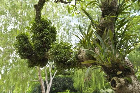 Ferns on Tree Branch Stock Photos