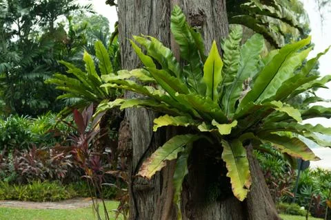 Ferns on tree Stock Photos
