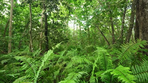 Ferns in tropical forest Видео 45529819