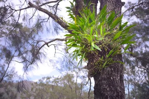 Ferns on the trunk of forest spruce tree. Stock Photos