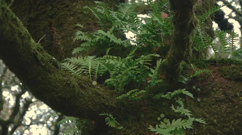 Ferns in the trunk of the old oak Video stock 43213671