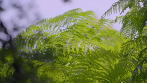 Ferns in the Tuscan forest Stock Footage 293709389