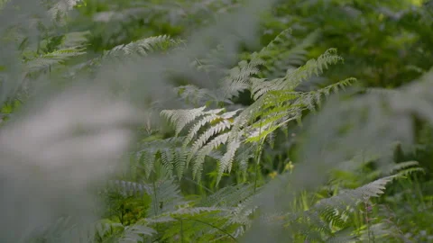 Ferns in the Tuscan forest 스톡 동영상 293709407