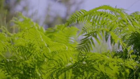 Ferns in the Tuscan forest 스톡 동영상 293709410