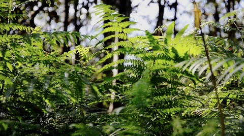 Ferns. Underbrush. Stock Footage 34360327