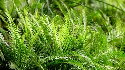 Ferns In The Undergrowth Stock Footage 74643938