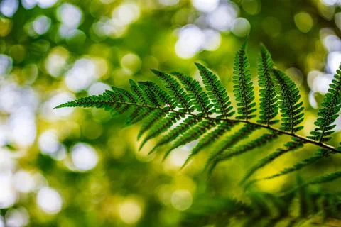 Ferns viewed from below with forest background and bokeh. Foto stock
