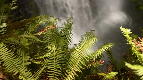 Ferns &amp; Waterfall Stock Footage 27257625