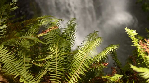 Ferns &amp; Waterfall Stock Footage 27257665