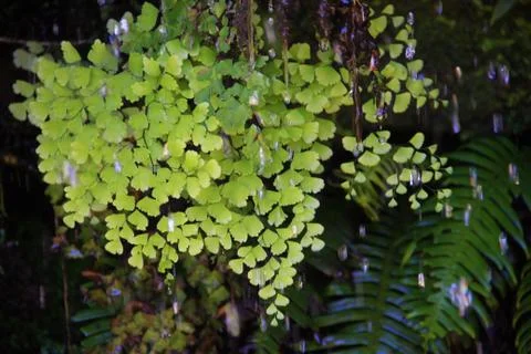 Ferns In Waterfall Stock Photos