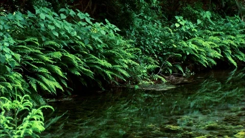 Ferns at water's edge Stock Footage 86897082