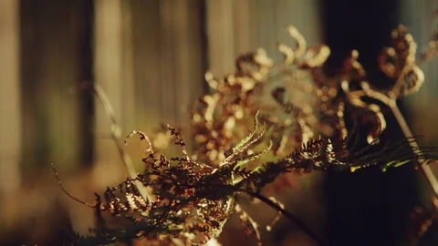 Ferns Weeds in a pine forest Stock Footage 278794460