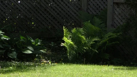 Ferns In The Wind Stock Footage 109231975