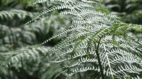 Ferns in wood in forest Stock Footage 50757474