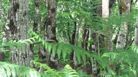 Ferns in wood in forest Vídeos de archivo 50758434