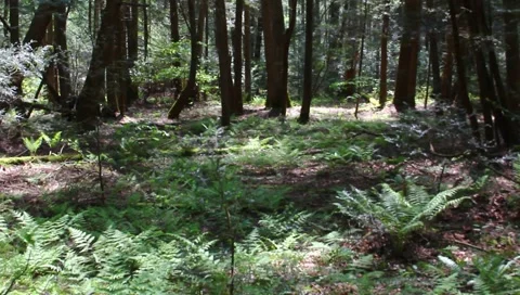 Ferns in the woods Stock Footage 4886201