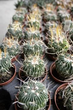 Ferocactus Cacti in Plastic Pots Vertical Stock Photos