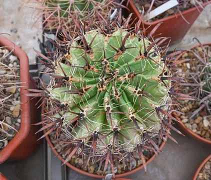 Ferocactus latispinus cactus, commonly known as the "devil's tongue" barrel.. Stock Photos