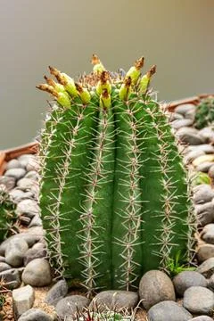 Ferocactus latispinusCactus Foto stock