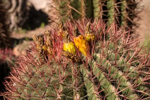 Ferocactus pilosus Cactus  Photos