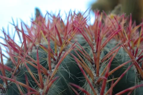 Ferocactus pilosus Stock Photos