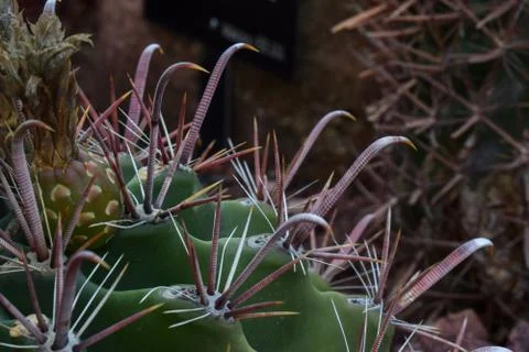 Ferocactus pilosus Stock Photos