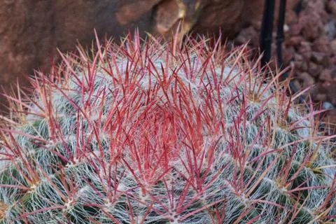 Ferocactus pilosus Stock Photos