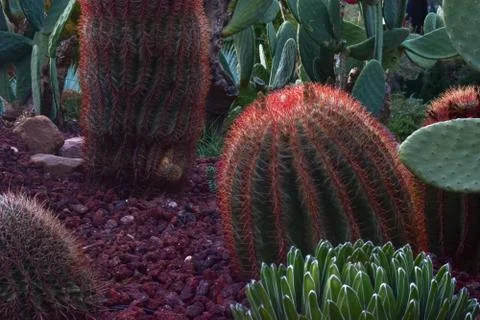Ferocactus pilosus Stock Photos