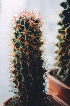 Ferocactus in a pot near window Stock Photos